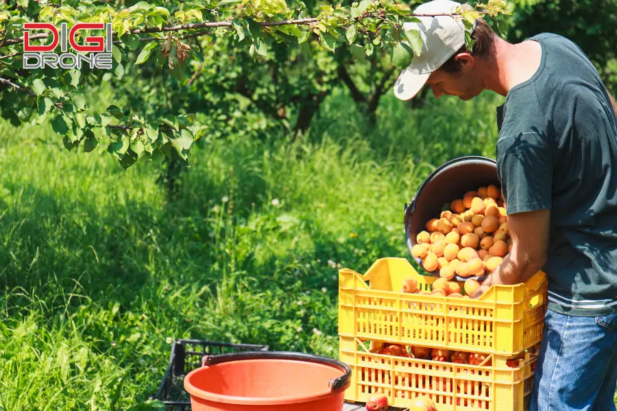 Kỹ thuật trồng và chăm sóc cây ăn quả