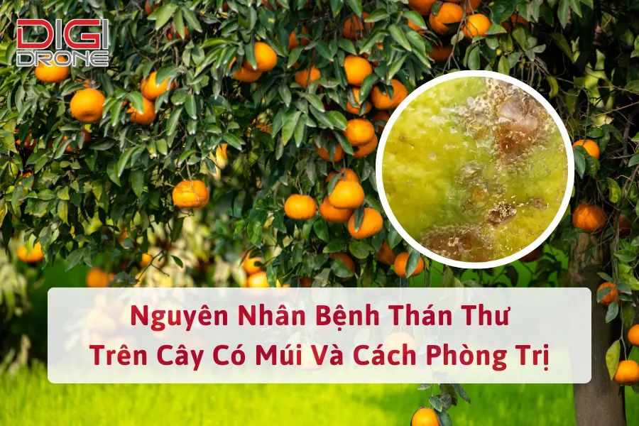 Nguyên Nhân Bệnh Thán Thư Trên Cây Có Múi Và Cách Phòng Trị