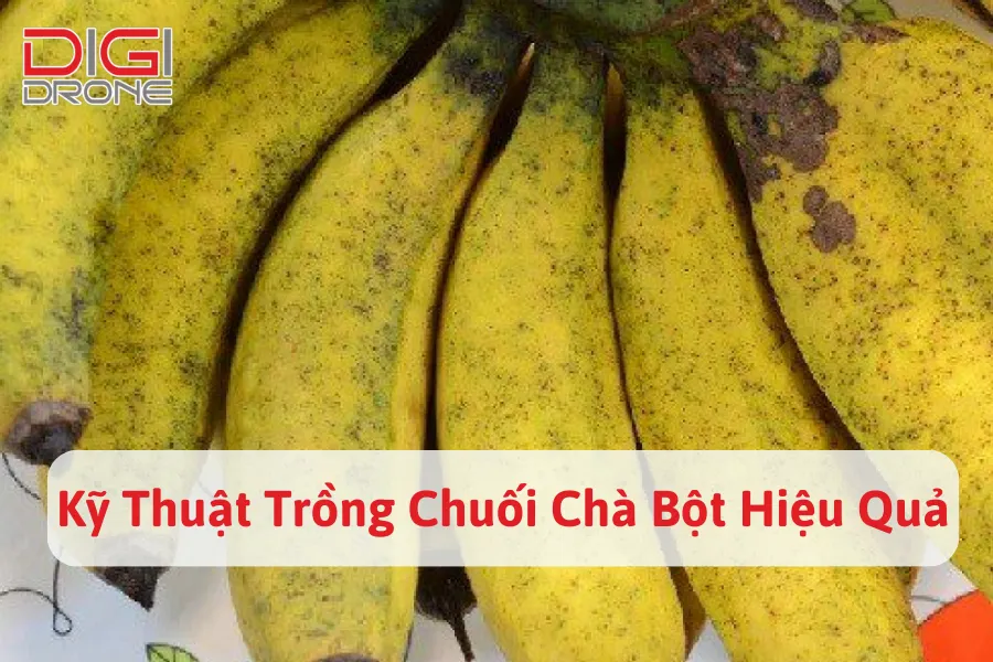 Kỹ Thuật Trồng Chuối Chà Bột Hiệu Quả, Năng Suất Cao