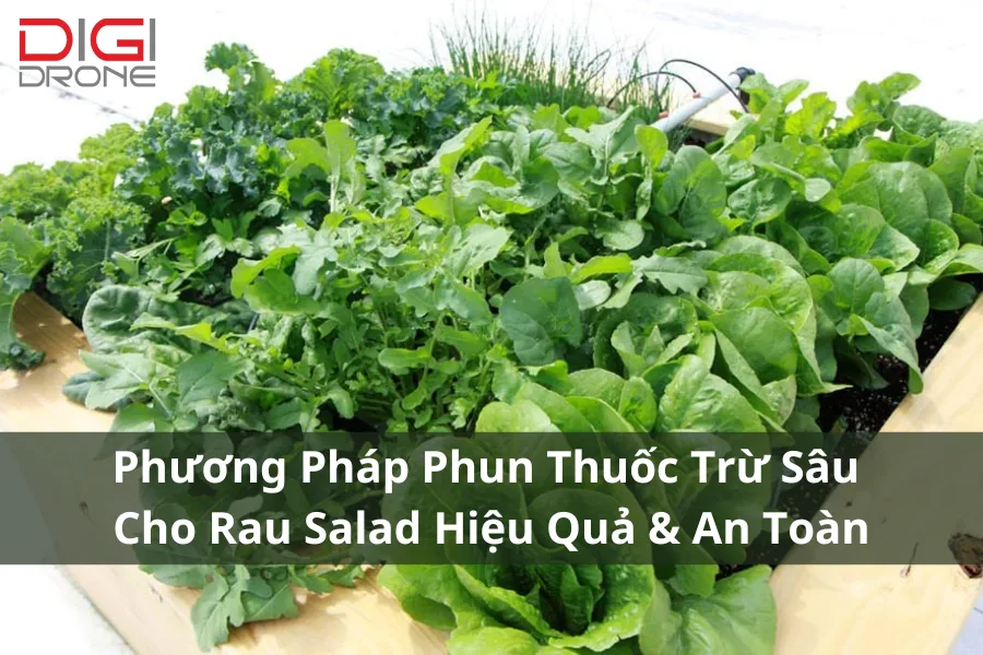 Phương Pháp Phun Thuốc Trừ Sâu Cho Rau Salad Hiệu Quả & An Toàn