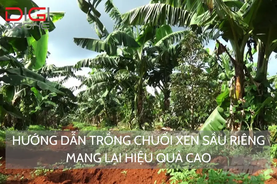 Hướng Dẫn Trồng Chuối Xen Sầu Riêng Mang Lại Hiệu Quả Cao