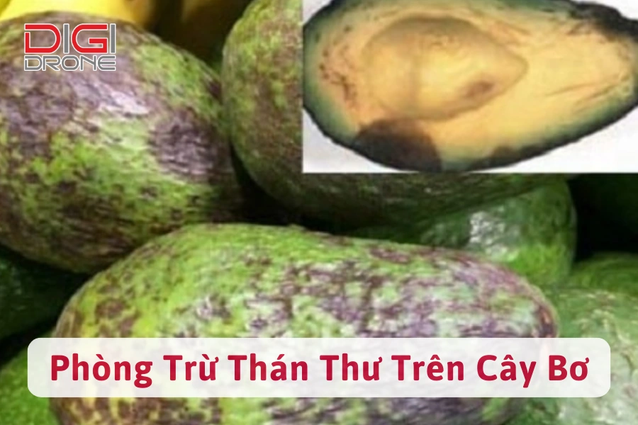 Bệnh Thán Thư Trên Cây Bơ | Nguyên Nhân Và Cách Phòng Trừ