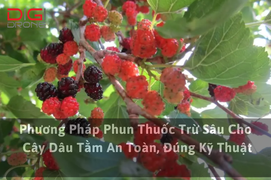 Phương Pháp Phun Thuốc Trừ Sâu Cho Cây Dâu Tằm An Toàn, Đúng Kỹ Thuật