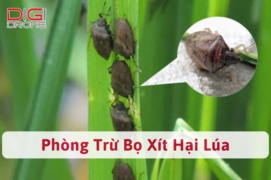 Bọ Xít Hại Lúa | Nguyên Nhân Và Cách Phòng Trừ Hiệu Quả