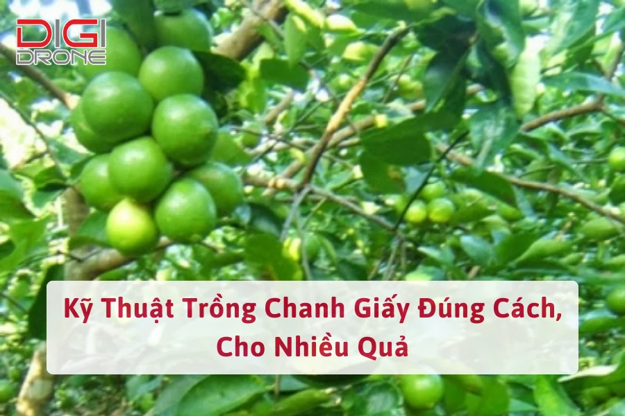 Kỹ Thuật Trồng Chanh Giấy Đúng Cách, Cho Nhiều Quả