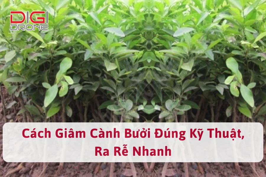 Cách Giâm Cành Bưởi Đúng Kỹ Thuật, Ra Rễ Nhanh