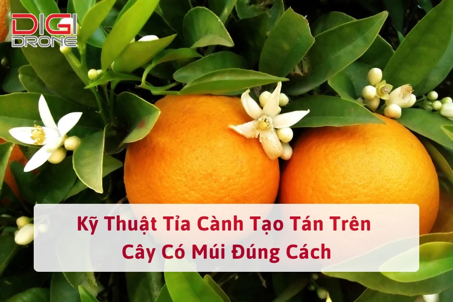 Kỹ Thuật Tỉa Cành Tạo Tán Trên Cây Có Múi Đúng Cách