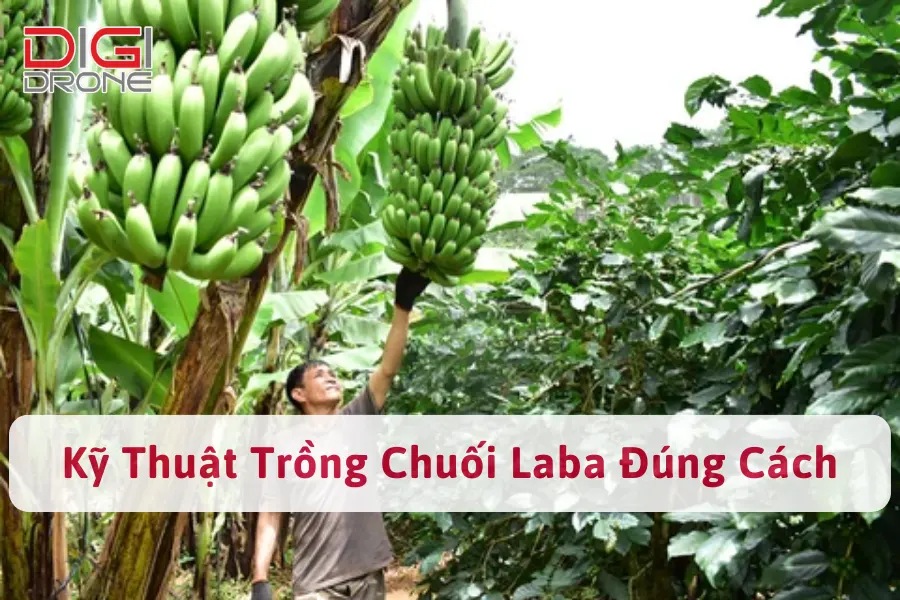 Kỹ Thuật Trồng Chuối Laba Đúng Cách, Năng Suất Cao