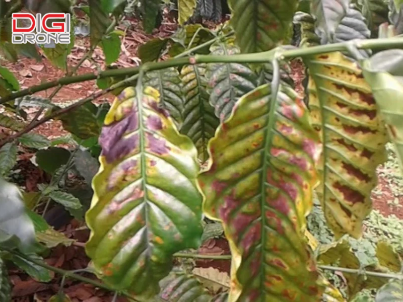 Cách phòng ngừa vàng lá thối rễ tái phát