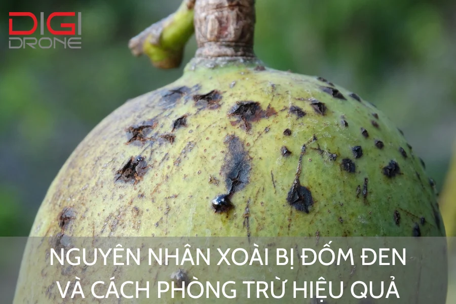 Nguyên Nhân Xoài Bị Đốm Đen Và Cách Phòng Trừ Hiệu Quả