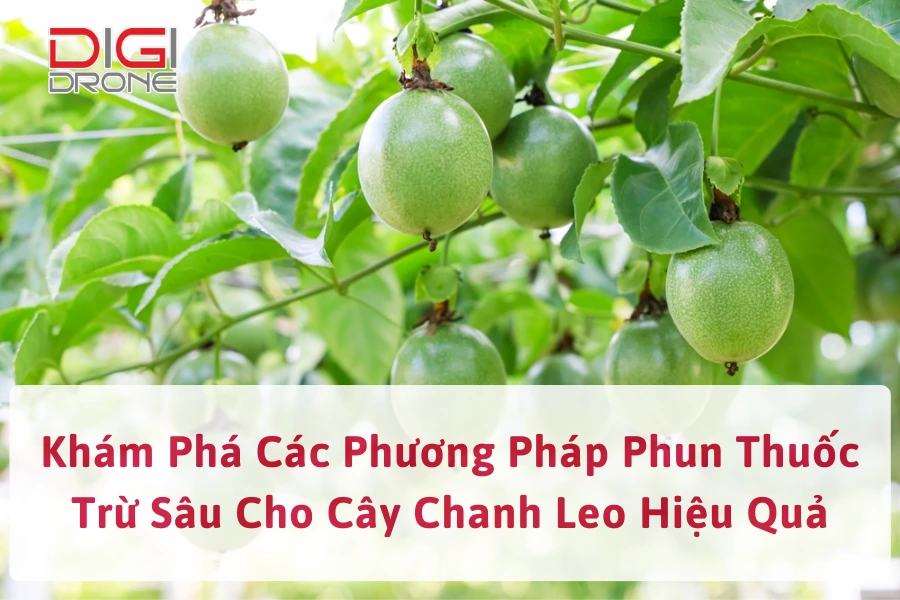 Khám Phá Các Phương Pháp Phun Thuốc Trừ Sâu Cho Cây Chanh Leo Hiệu Quả