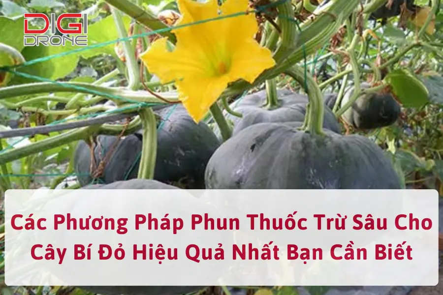 Các Phương Pháp Phun Thuốc Trừ Sâu Cho Cây Bí Đỏ Hiệu Quả Nhất Bạn Cần Biết