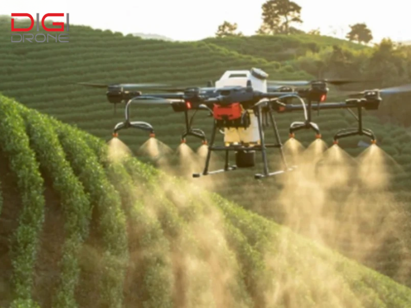 Sử dụng máy bay nông nghiệp để phun thuốc cho cây chè để đạt hiệu quả tốt nhất
