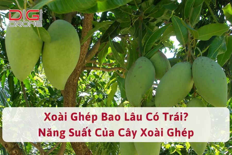 Xoài Ghép Bao Lâu Có Trái? Năng Suất Của Cây Xoài Ghép