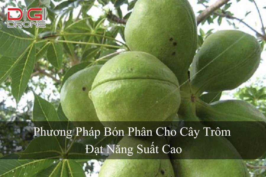 Phương Pháp Bón Phân Cho Cây Trôm Đạt Năng Suất Cao