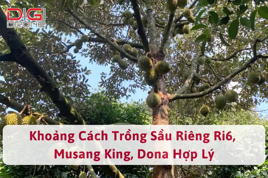 Khoảng Cách Trồng Sầu Riêng Ri6, Musang King, Dona Hợp Lý