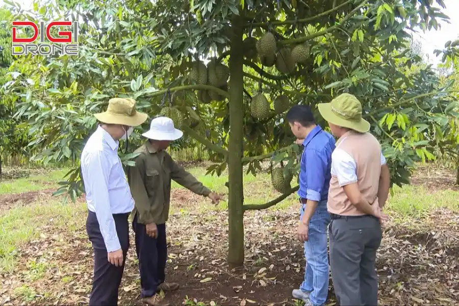 cách bón phân chuồng cho cây sầu riêng