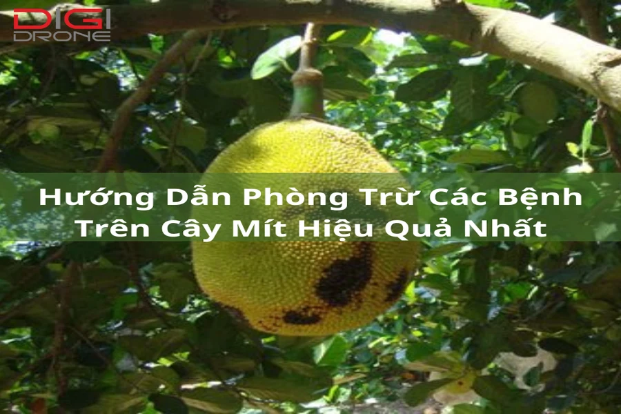 Hướng Dẫn Phòng Trừ Các Bệnh Trên Cây Mít Hiệu Quả Nhất