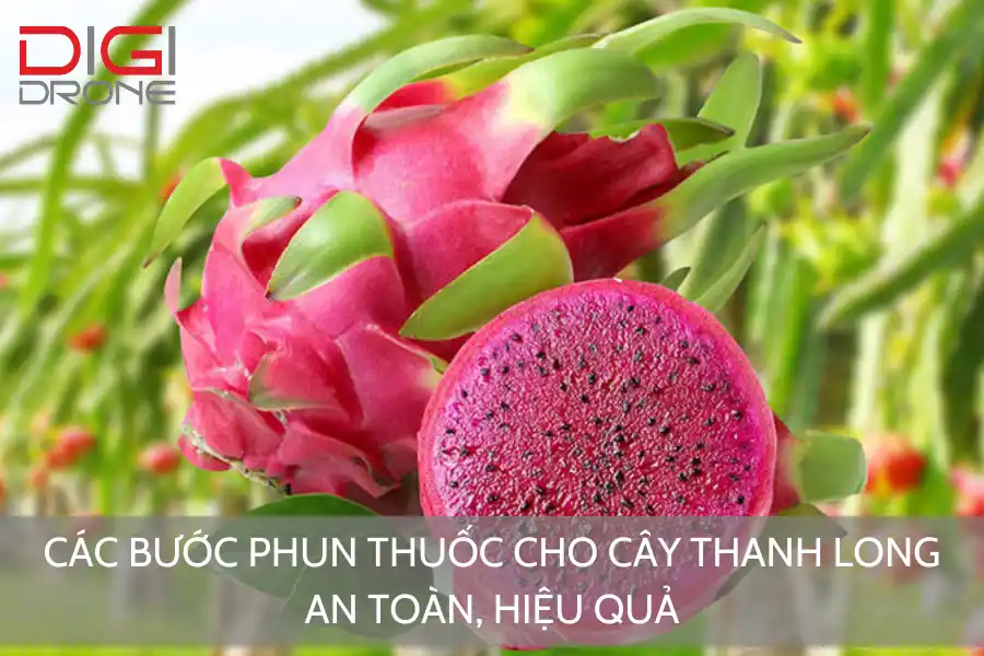 Các Bước Phun Thuốc Cho Cây Thanh Long An Toàn, Hiệu Quả