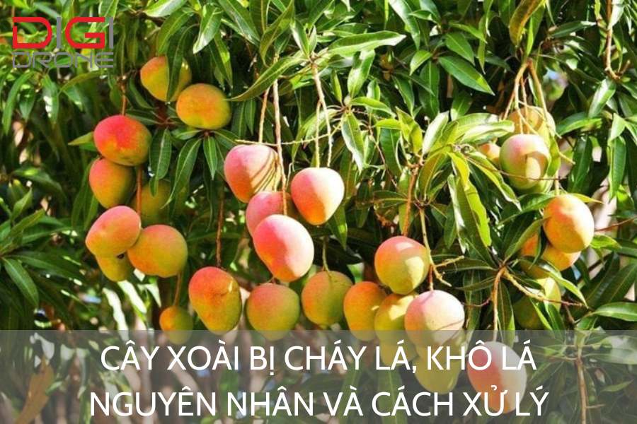 Những Kinh Nghiệm Thực Tế từ Nông Dân