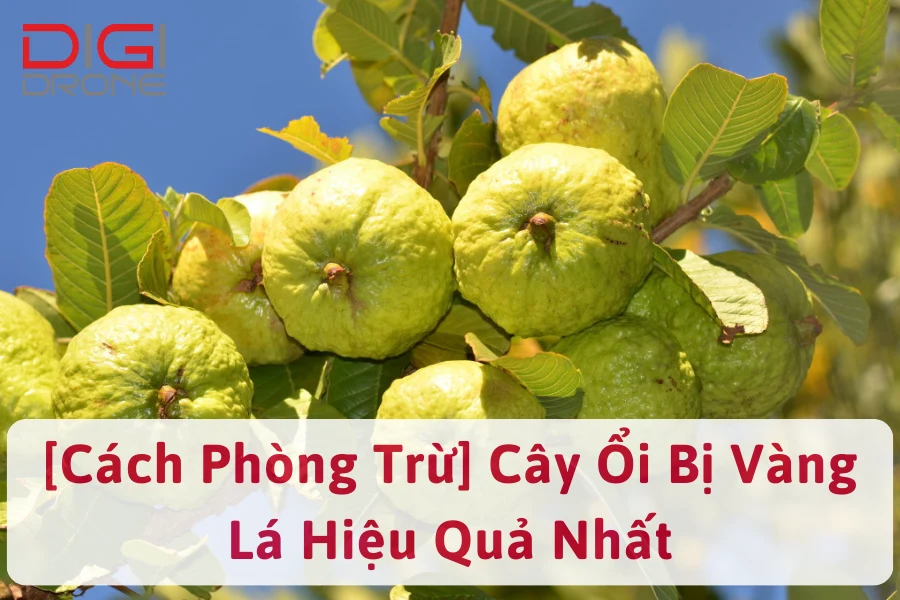 [Cách Phòng Trừ] Cây Ổi Bị Vàng Lá Hiệu Quả Nhất