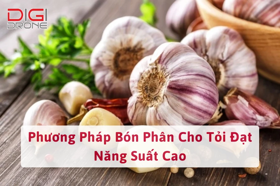 Phương Pháp Bón Phân Cho Tỏi Đạt Năng Suất Cao