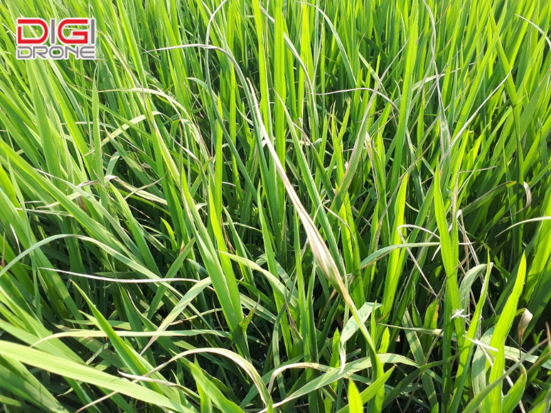 7 biện pháp phòng trừ bệnh bạc lá lúa hiệu quả