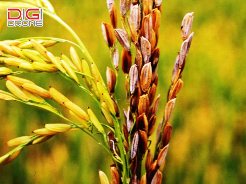 Biện pháp phòng ngừa lem lép hạt lúa hiệu quả