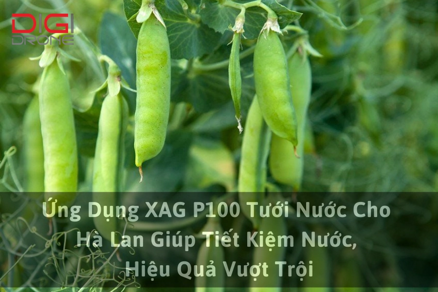 Ứng Dụng XAG P100 Tưới Nước Cho Đậu Hà Lan Giúp Tiết Kiệm Nước, Hiệu Quả Vượt Trội
