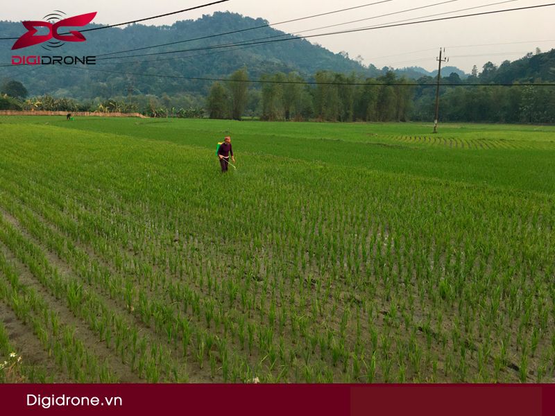 Lúa bị bệnh vàng lá : Nguyên nhân & cách phòng trị