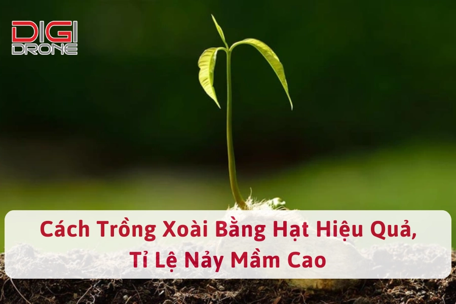 Cách Trồng Xoài Bằng Hạt Hiệu Quả, Tỉ Lệ Nảy Mầm Cao 