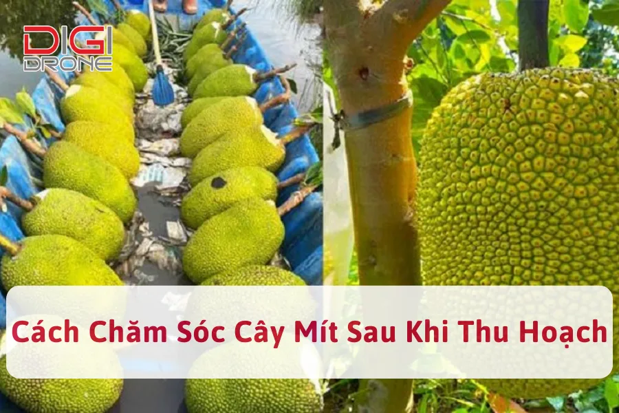 Cách Chăm Sóc Cây Mít Sau Khi Thu Hoạch