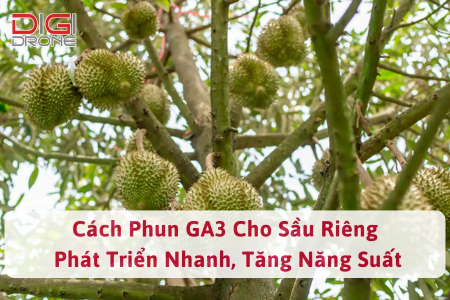 Cách Phun GA3 Cho Sầu Riêng Phát Triển Nhanh, Tăng Năng Suất