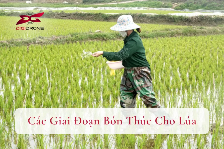 Các Giai Đoạn Bón Thúc Cho Lúa | Kỹ Thuật Bón Thúc Hiệu Quả