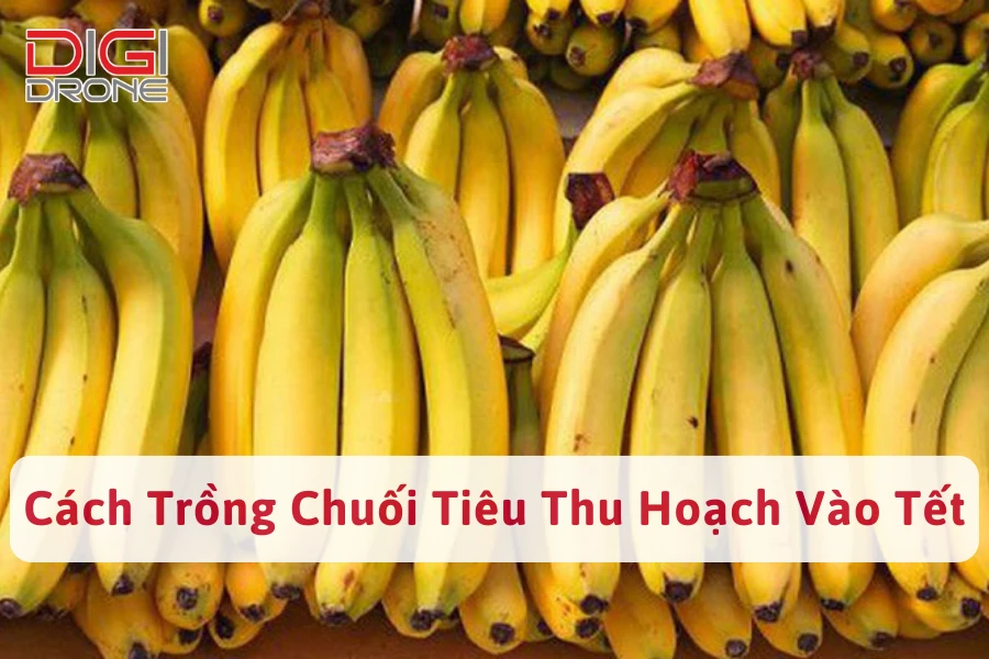 Hướng Dẫn Cách Trồng Chuối Tiêu Thu Hoạch Vào Tết Hiệu Quả