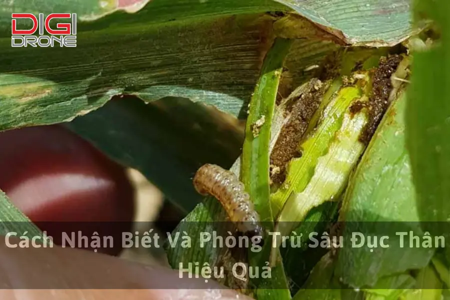 Cách Nhận Biết Và Phòng Trừ Sâu Đục Thân Hiệu Quả