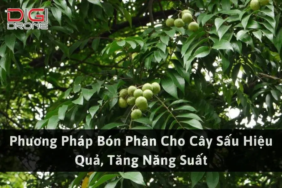 Phương Pháp Bón Phân Cho Cây Sấu Hiệu Quả, Tăng Năng Suất