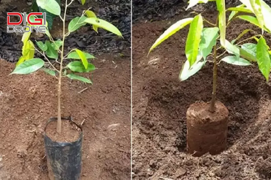 kỹ thuật trồng sầu riêng ri 6