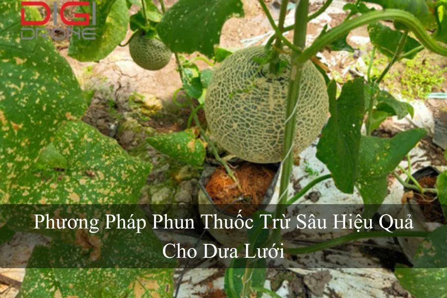 Phương Pháp Phun Thuốc Trừ Sâu Hiệu Quả Cho Dưa Lưới