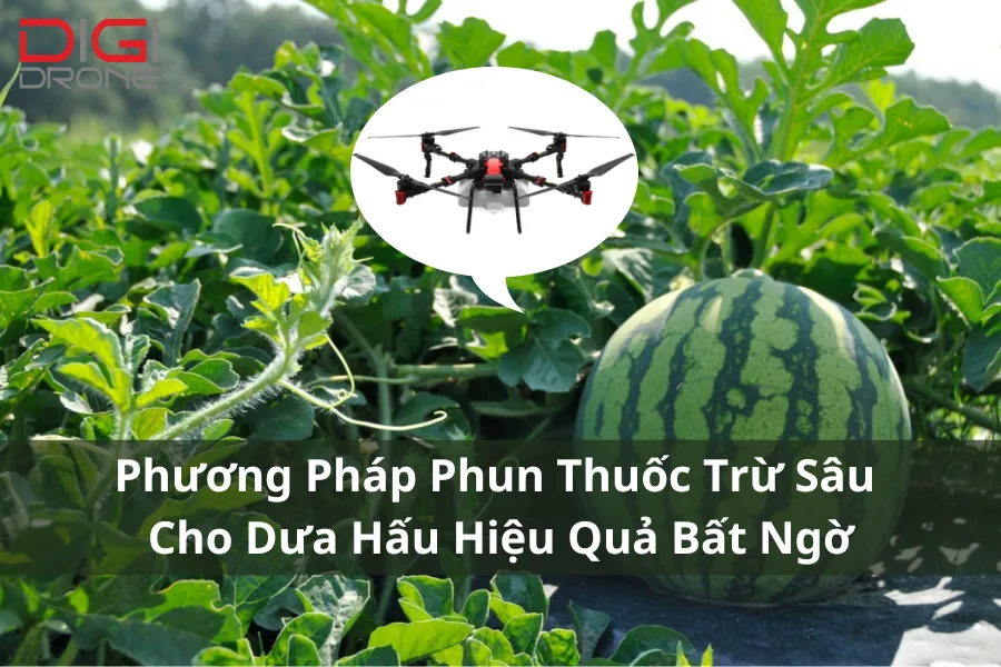 Phương Pháp Phun Thuốc Trừ Sâu Cho Dưa Hấu Hiệu Quả Bất Ngờ