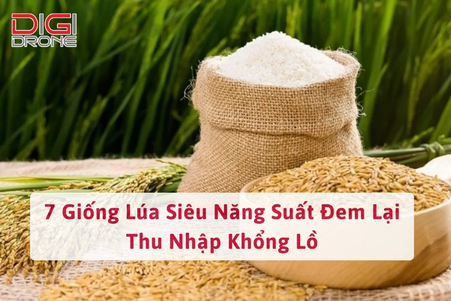 7 Giống Lúa Siêu Năng Suất Đem Lại Thu Nhập Khổng Lồ