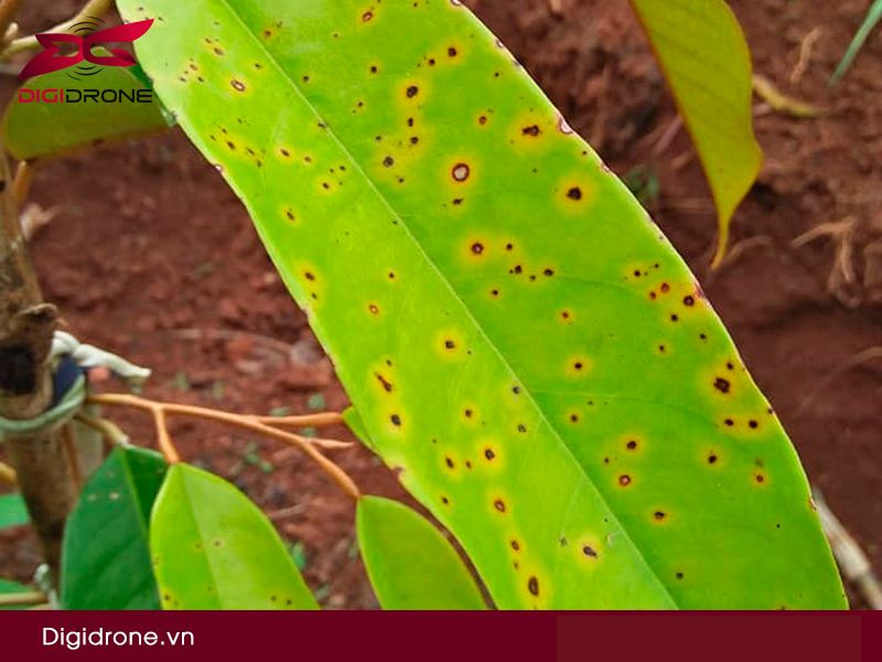 Các bệnh trên cây sầu riêng thường gặp