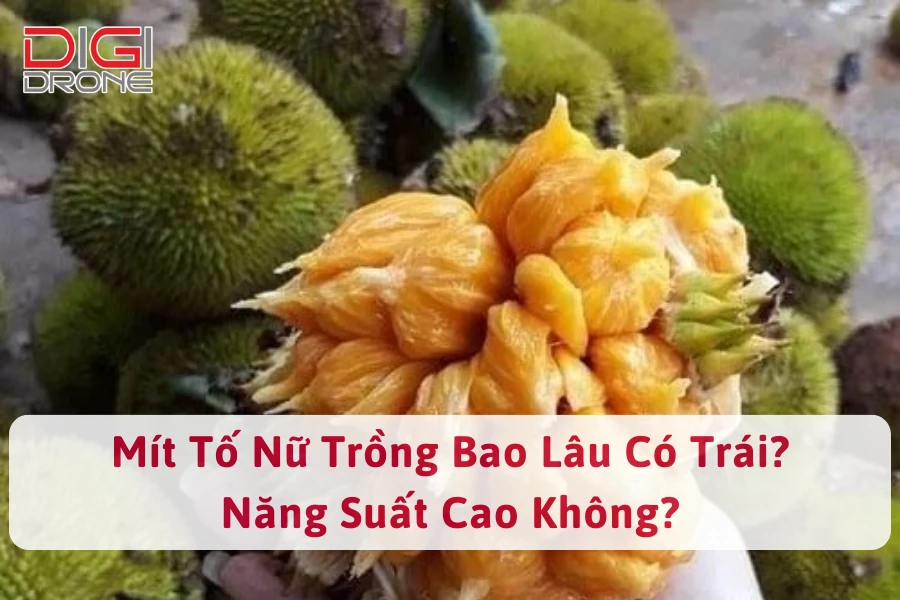 Mít Tố Nữ Trồng Bao Lâu Có Trái? Năng Suất Cao Không?