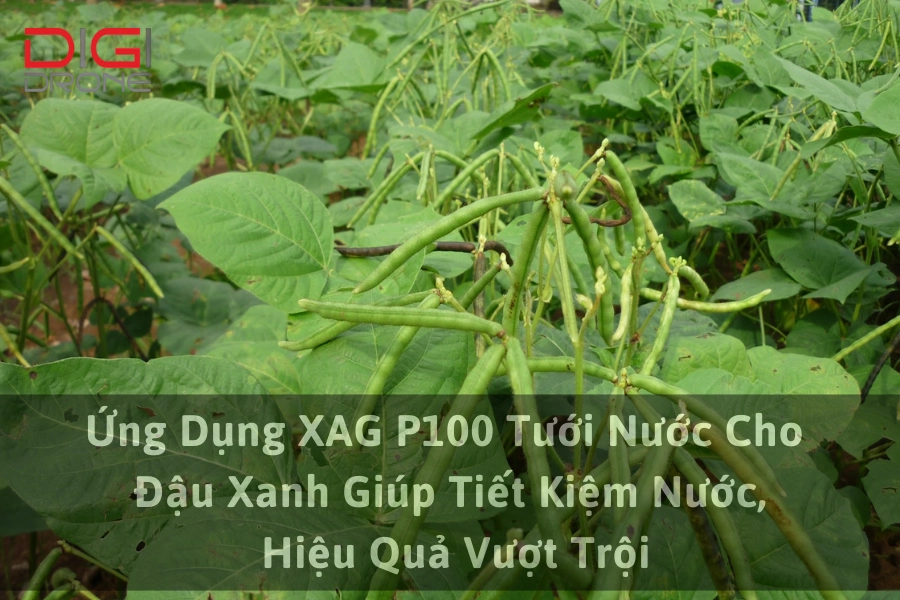 Ứng Dụng XAG P100 Tưới Nước Cho Đậu Xanh Giúp Tiết Kiệm Nước, Hiệu Quả Vượt Trội