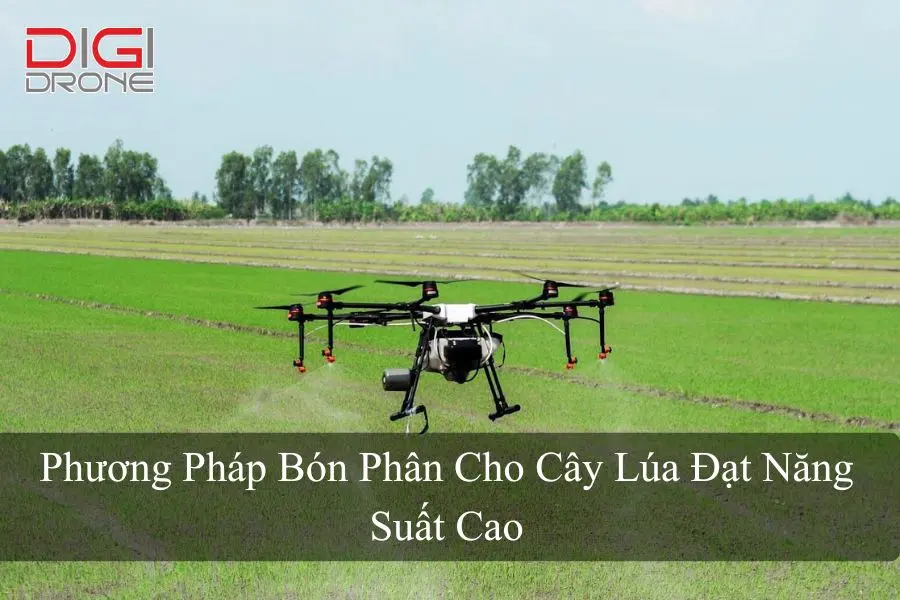 Phương Pháp Bón Phân Cho Cây Lúa Đạt Năng Suất Cao