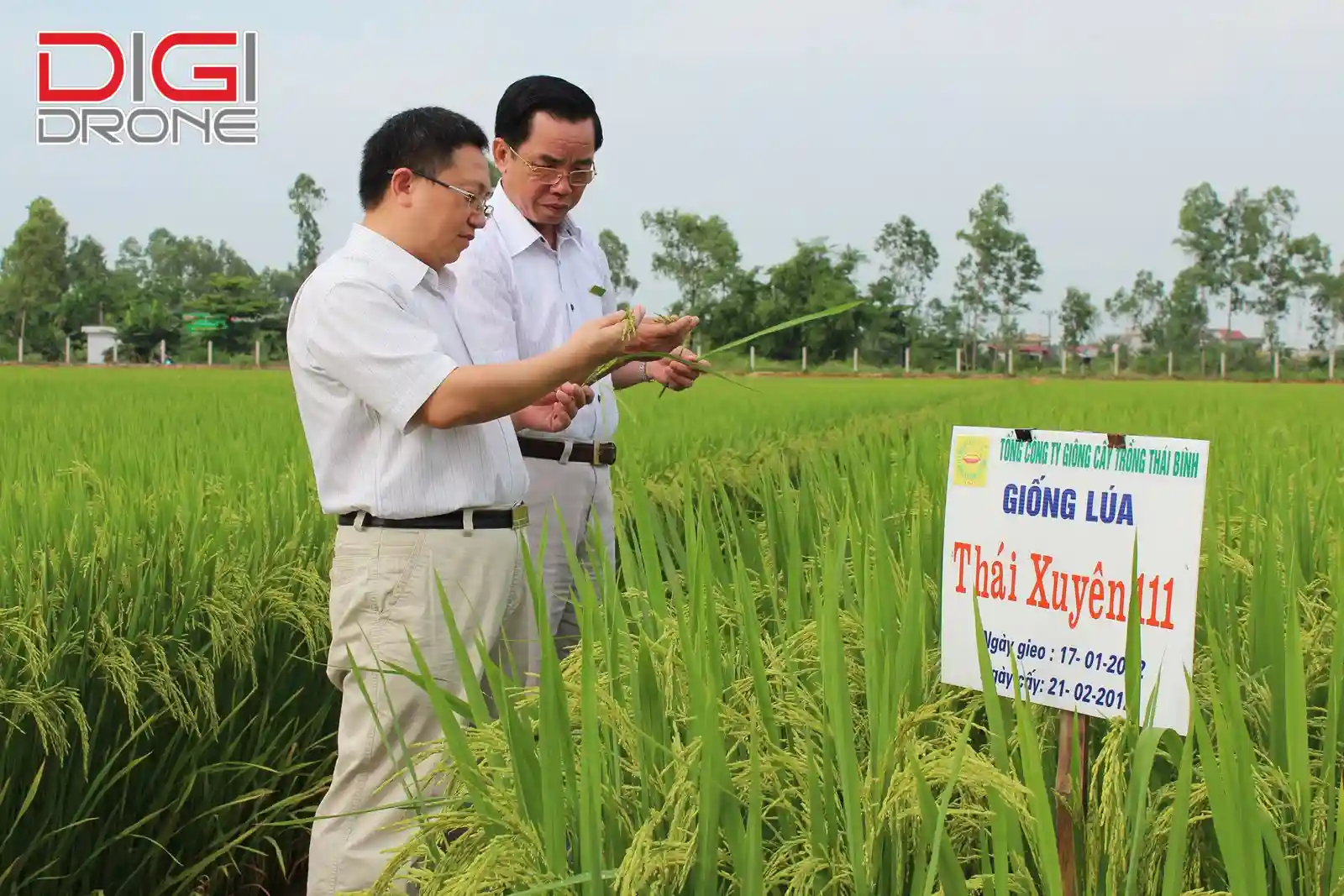 giống lúa siêu năng suất