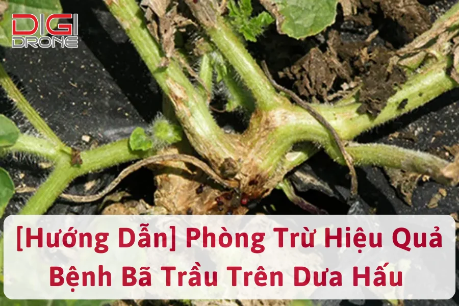 [Hướng Dẫn] Sử Dụng Thuốc Trị Bệnh Bã Trầu Trên Dưa Hấu 