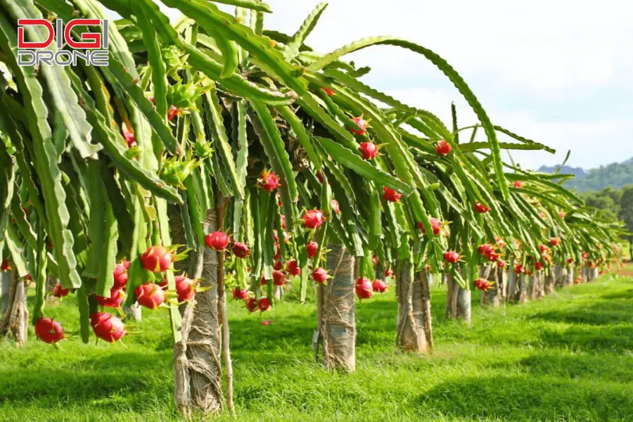 Kỹ thuật bón lót cho vườn thanh long