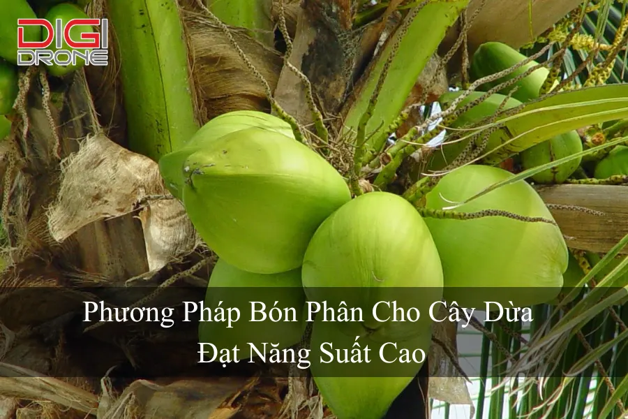 Phương Pháp Bón Phân Cho Cây Dừa Đạt Năng Suất Cao