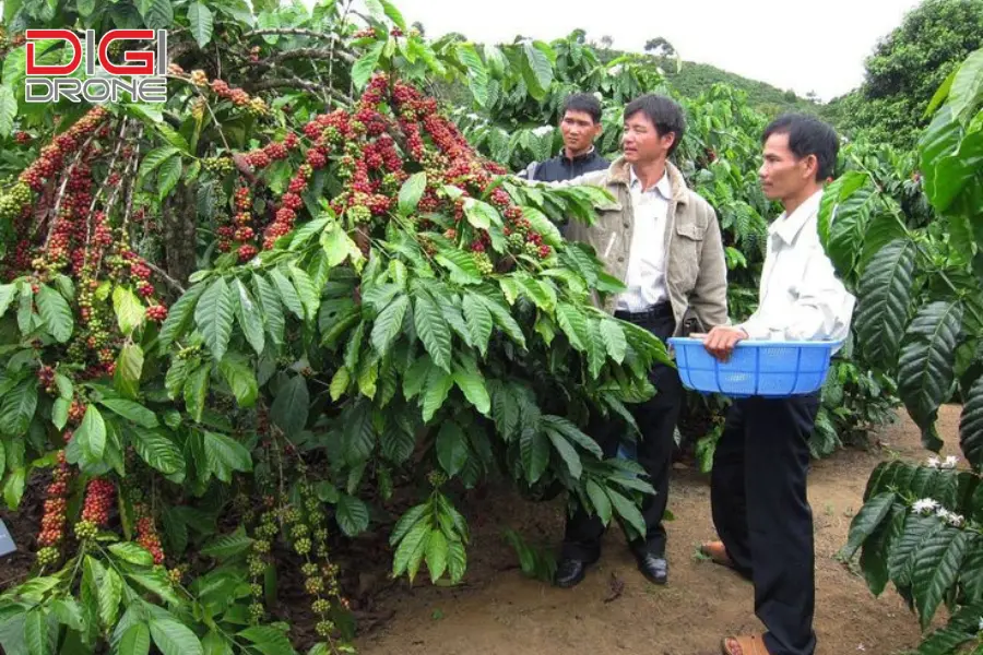 khoảng cách trồng cà phê xanh lùn phổ biến